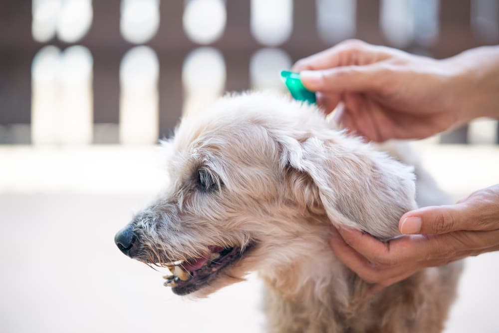 Your Ultimate Guide to Flea Medicine for Dogs